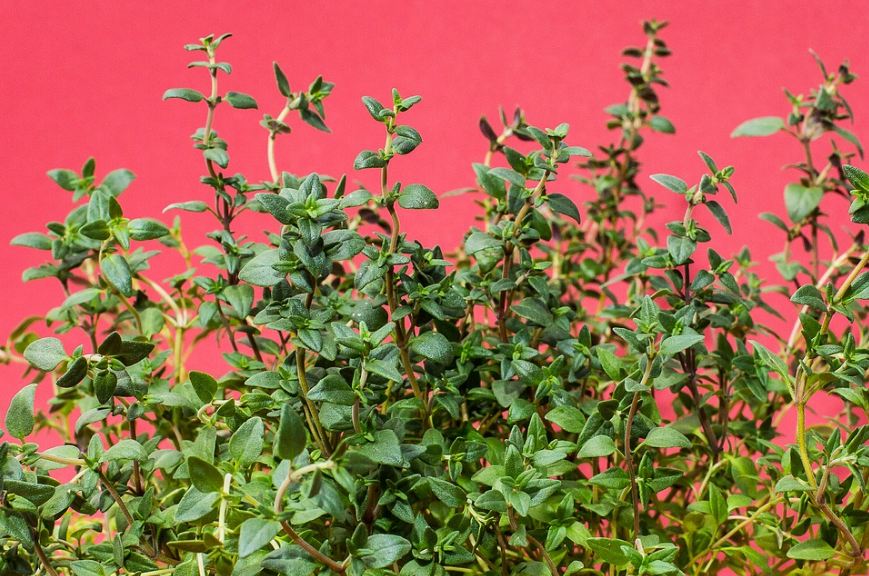 Thyme Herbs.