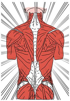 Spinal cord. 