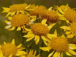 anti-inflammatory home treatment