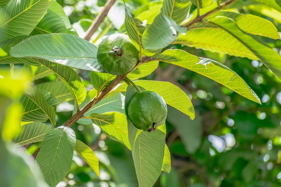 Guava Leaves