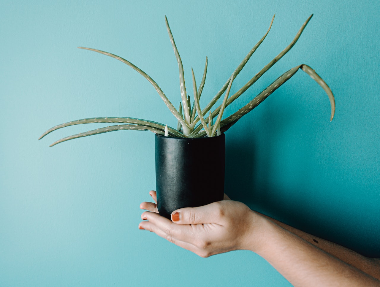 the person holding the green plant in a black pot