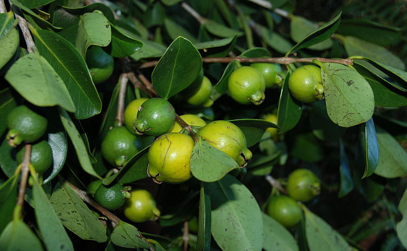 Yellow-fruited cherry guava