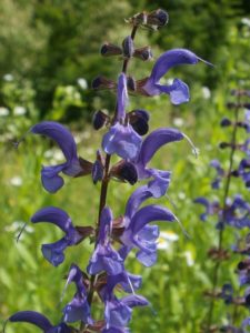 clary sage