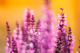 lavendar