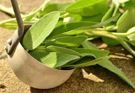 marjoram