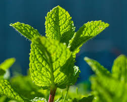 peppermint