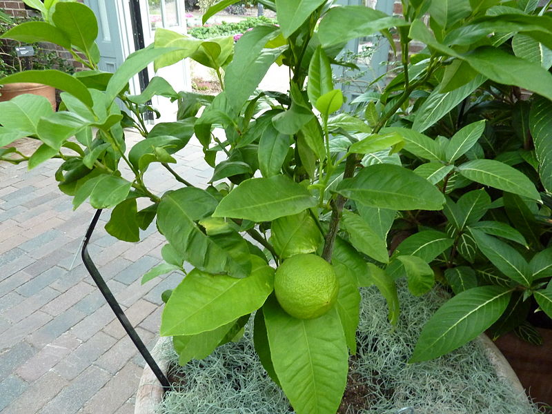 Bergamot plant