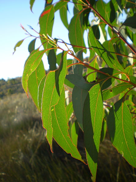 Eucalyptus leaves