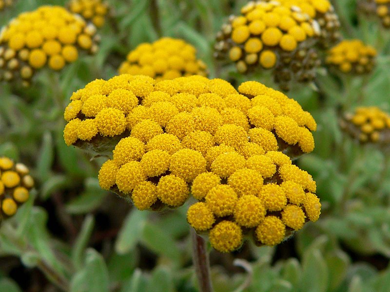 Helichrysum plant