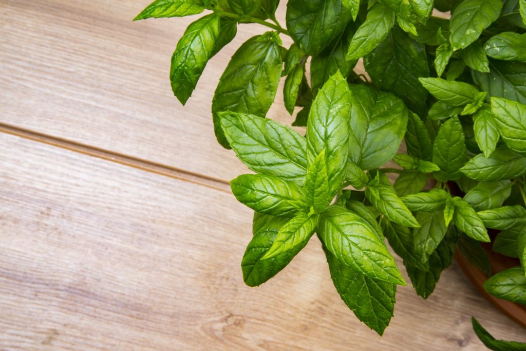 Peppermint leaves