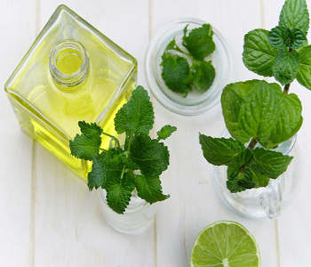 Tea tree oil and tea tree leaves