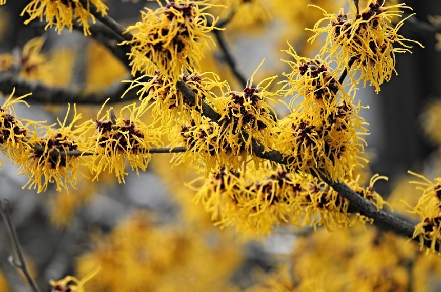witch hazel leaves