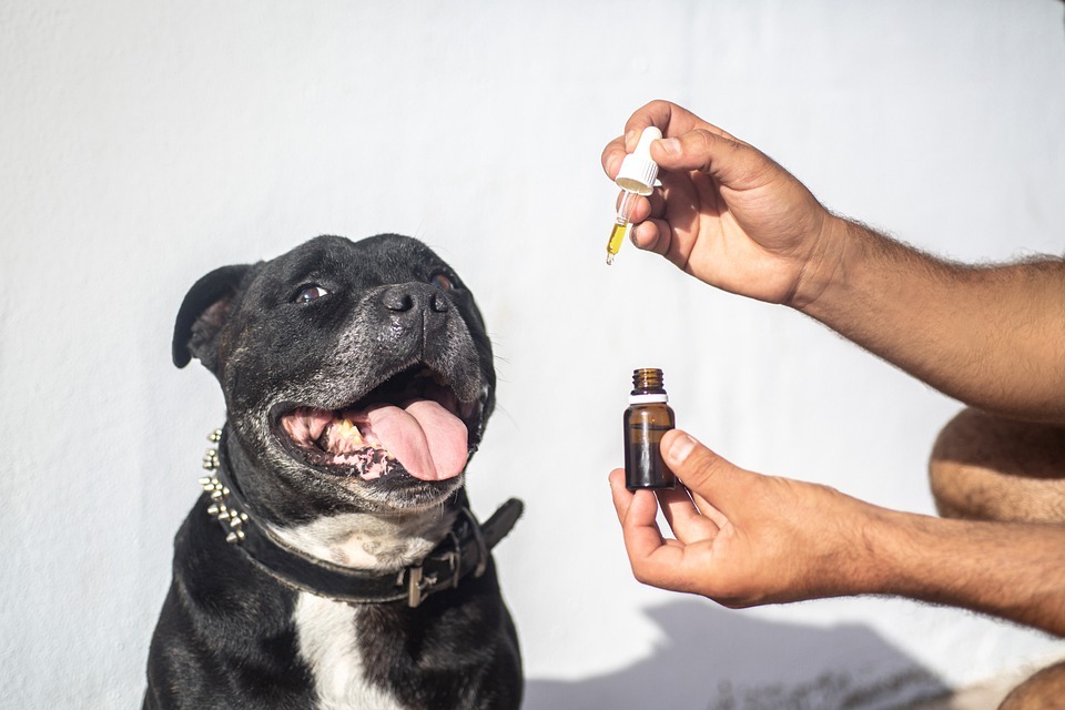 How Does CBD Oil Works in Dogs