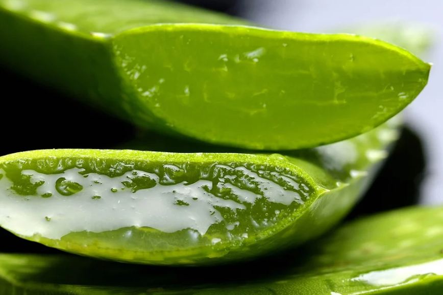 Aloe vera extracts provide instant relief to tooth and gum pain.